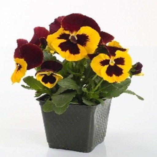 Pansy Maj. Gets Il  Yellow With Blotch Flower Seeds 
