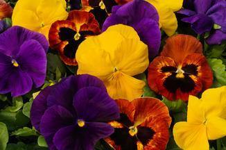 Pansy Maj. Gets Il Mix Flower Seeds 