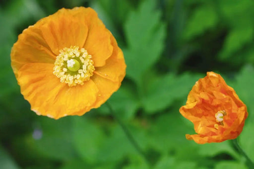 Poppy (Papaver) Garden Gnome Flower Seeds