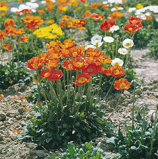 Poppy (Papaver) Garden Gnome Flower Seeds - CGASPL