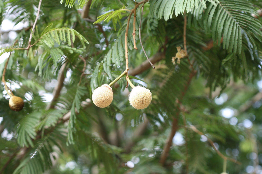 Parkia biglandulosa (Qg) Seeds ,Badminton Ball Tree, Hindi: Chendul-Ka-jhar ,Marathi: Chendu phul - CGASPL