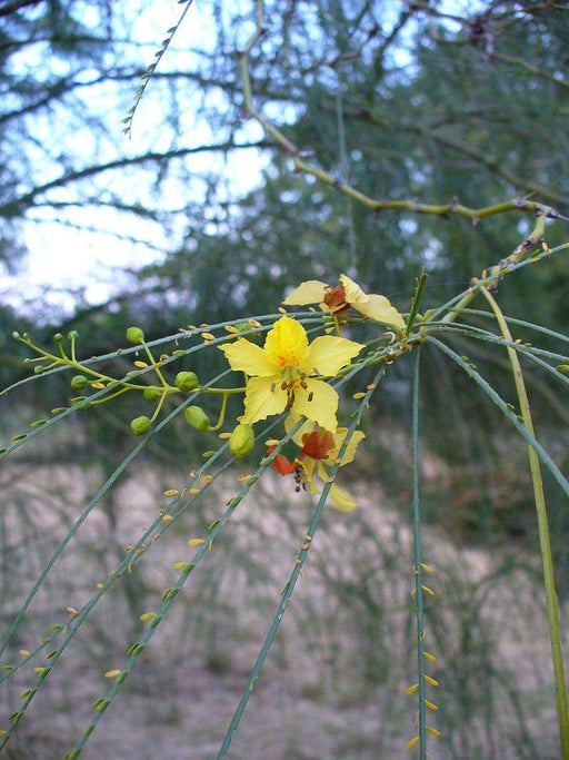 Parkinsonia aculeata Seeds ,Mexican palo verde - CGASPL