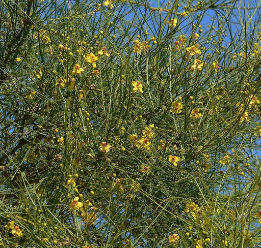 Parkinsonia aculeata Seeds ,Mexican palo verde