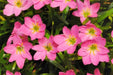 Zephyranthus Pink Flower Bulbs (Pack of 20) - CGASPL