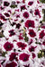 Petunia Single Mf. Celebrity Burgundy Frost Flower Seeds