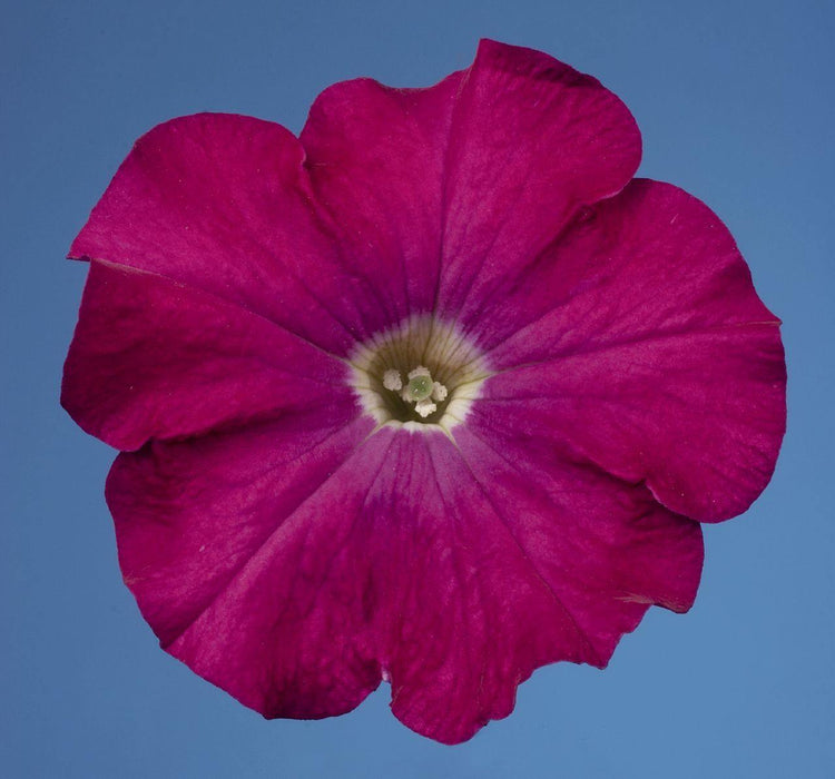 Petunia Single Mf. Celebrity Carmine Flower Seeds - CGASPL