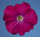 Petunia Single Mf. Celebrity Carmine Flower Seeds - CGASPL