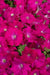 Petunia Single Mf. Celebrity Carmine Flower Seeds