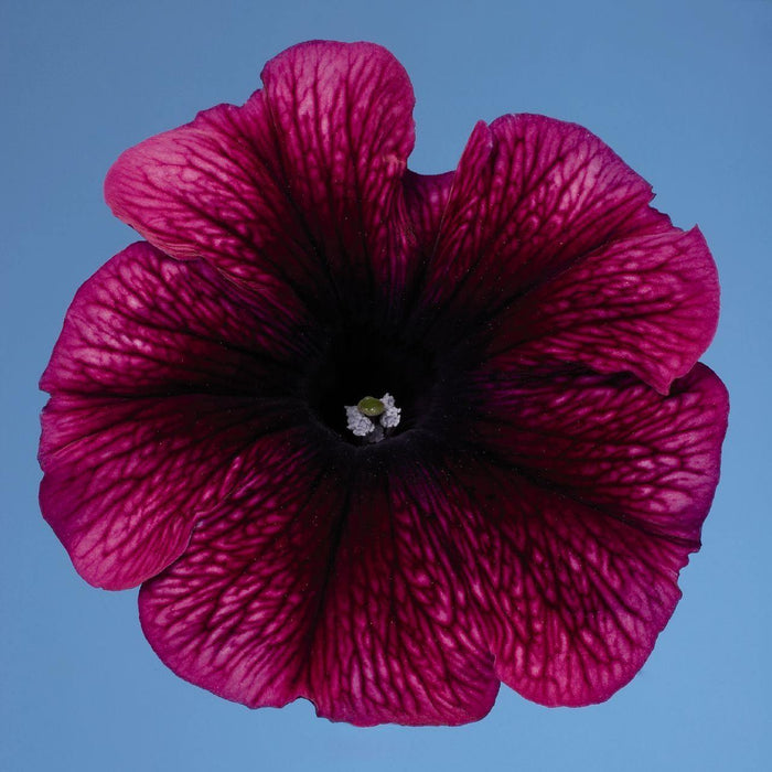 Petunia Single Mf. Celebrity Plum Ice Flower Seeds - CGASPL