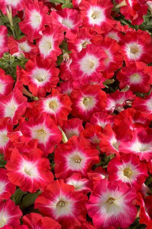 Petunia Single Mf. Celebrity Red Morn Flower Seeds