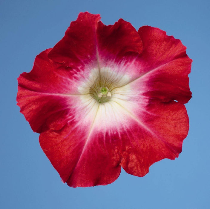 Petunia Single Mf. Celebrity Red Morn Flower Seeds - CGASPL
