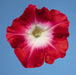 Petunia Single Mf. Celebrity Red Morn Flower Seeds - CGASPL