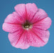 Petunia Single Mf. Celebrity Strawberry Ice Flower Seeds - CGASPL