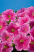 Petunia Single Mf. Celebrity Strawberry Ice Flower Seeds - CGASPL