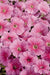Petunia Single Mf. Celebrity Strawberry Ice Flower Seeds