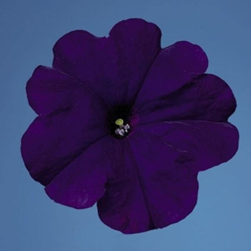 Petunia Single Mf. Celebrity Blue  Flower Seeds