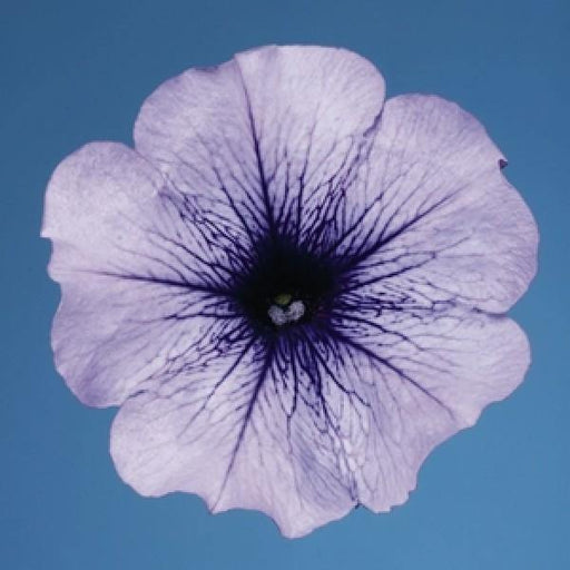Petunia Single Mf. Celebrity Blue Ice  Flower Seeds