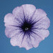 Petunia Single Mf. Celebrity Blue Ice  Flower Seeds