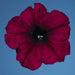 Petunia Single Mf. Celebrity Burgundy  Flower Seeds