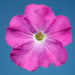 Petunia Single Mf. Celebrity Neon Flower Seeds
