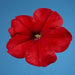 Petunia Single Mf. Celebrity Red  Flower Seeds