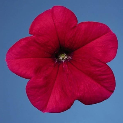 Petunia Single Mf. Celebrity Rose Flower Seeds