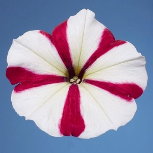 Petunia Single Mf. Celebrity Rose Star Flower Seeds