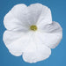Petunia Single Mf. Celebrity White  Flower Seeds