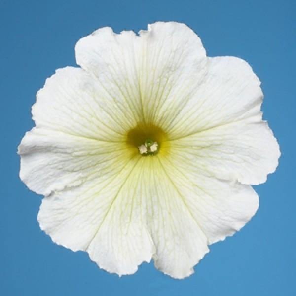 Petunia Single Mf. Celebrity Yellow  Flower Seeds