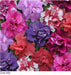 Petunia Double Gf. Duo Mix | Shopping Online Seed in India