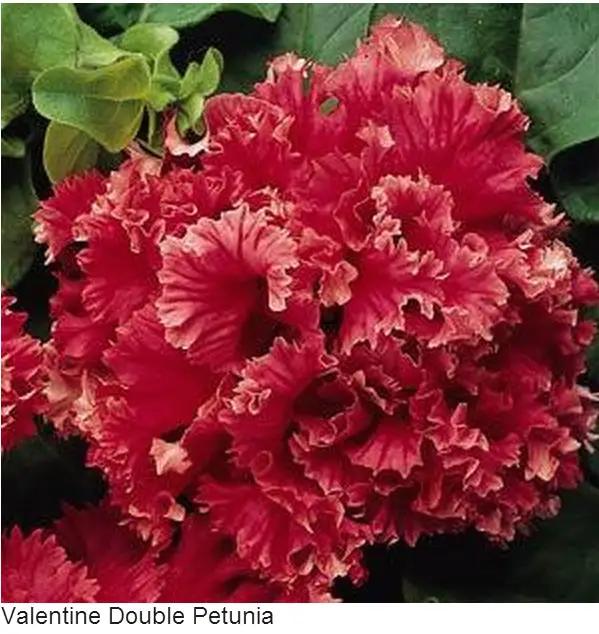 Petunia Double Gf. Valentine