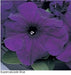 Petunia Single Gf. Super Cascade Blue Flower Seeds