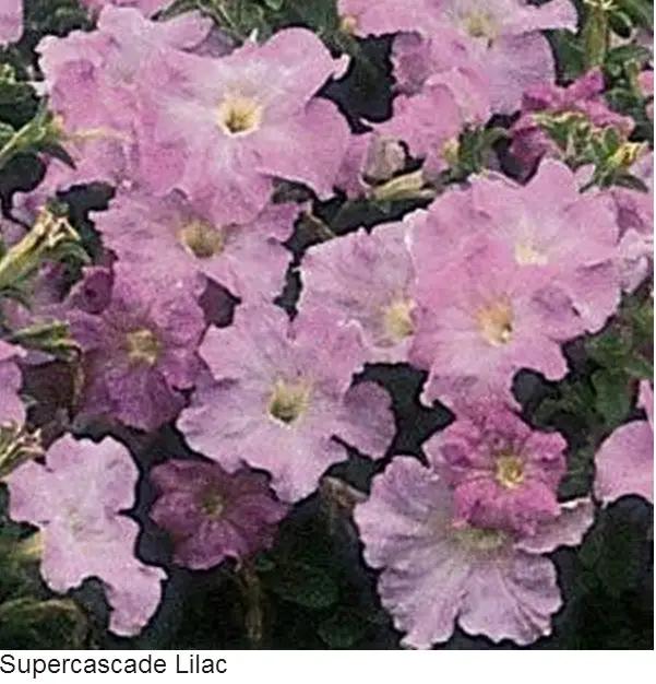 Petunia Gf. Super Cascade Lilac | Online Seeds in India