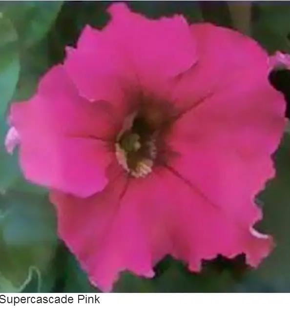 Petunia Single Gf. Super cascade Pink Flower Seeds