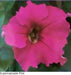 Petunia Single Gf. Super cascade Pink Flower Seeds