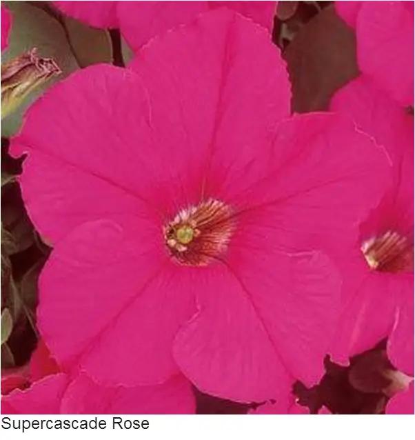 Petunia Single Gf. Super cascade Rose Flower Seeds