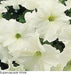 Petunia Gf. Super Cascade White | Shop Online Seeds in India