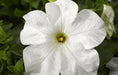 Petunia Single Gf. Tritunia White Flower Seeds 
