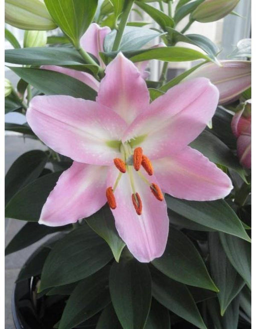Lilium Oriental Ballamponte Pink Flower Bulbs (Pack of 10) - CGASPL