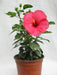 Hibiscus Pink Color Flowering Plant (Jaswand)