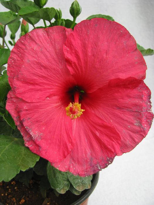 Hibiscus Pink Color Flowering Plant (Jaswand) - CGASPL