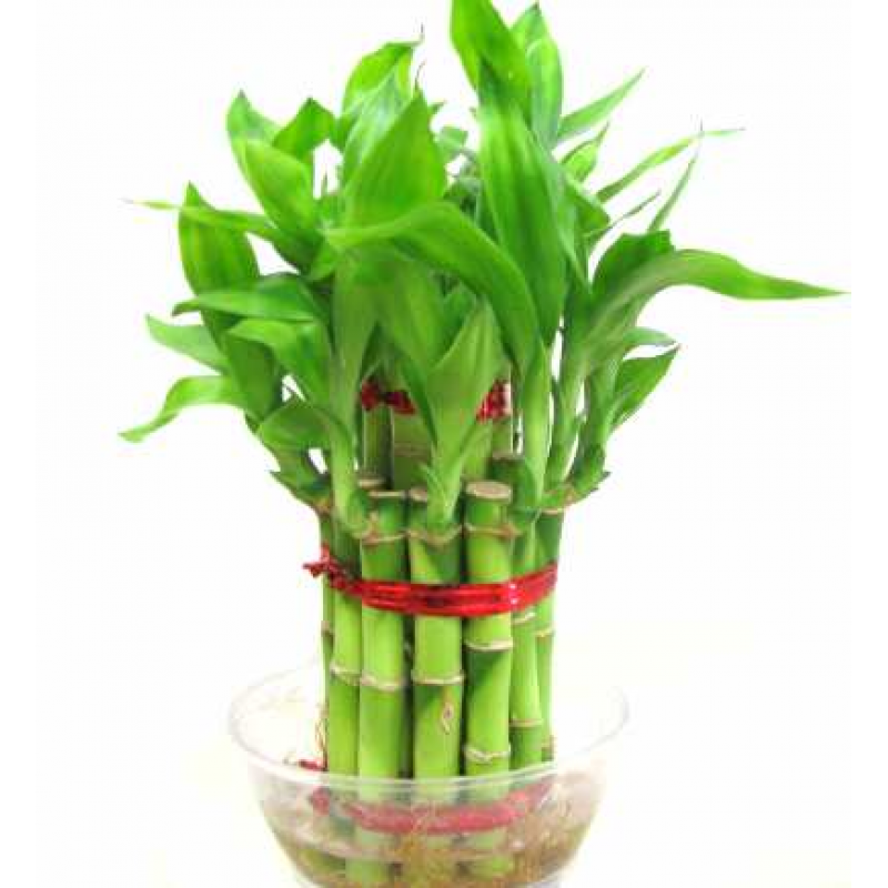 Lucky Bamboo Layered