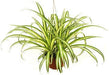 5 Indoor Plant Pack - Green Money Plant, Peace Lily, Spider Plant, Snake Plant, Syngonium Plant - CGASPL