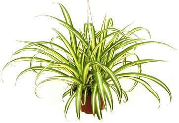 5 Indoor Plant Pack - Green Money Plant, Peace Lily, Spider Plant, Snake Plant, Syngonium Plant - CGASPL