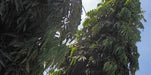 Indian Ashoka Plant Seeds (Polyalthia longifolia Var. pendula) - 1 Kg - CGASPL