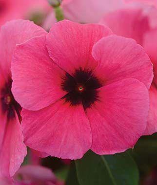 Vinca Tattoo Raspberry Flower Seeds – ChhajedGarden.com
