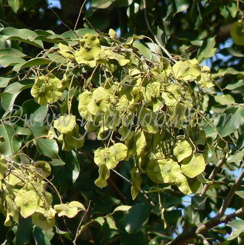 Pterocarpus marsupium Seeds ,Kanji, pongam