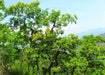 Pterocarpus marsupium Seeds ,Kanji, pongam, karanga Seeds - CGASPL