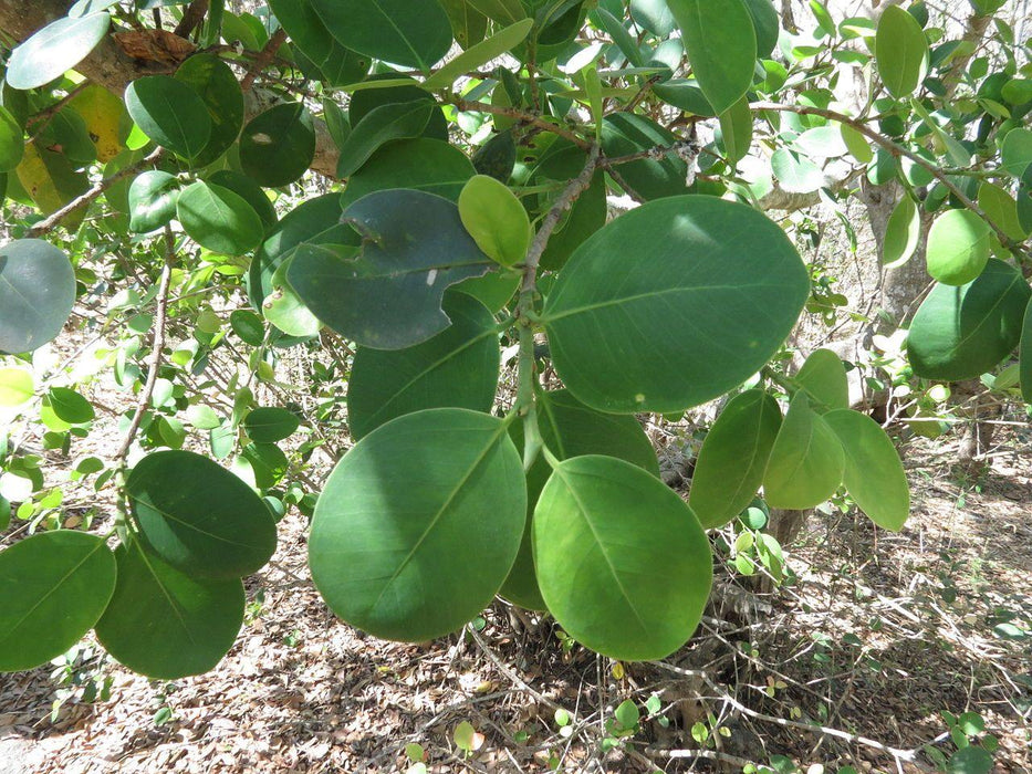 Red Sandalwood (Raktachandan) Seeds (Pterocarpus Santalinus)