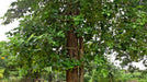Red Sandalwood (Raktachandan) Seeds (Pterocarpus Santalinus) - CGASPL